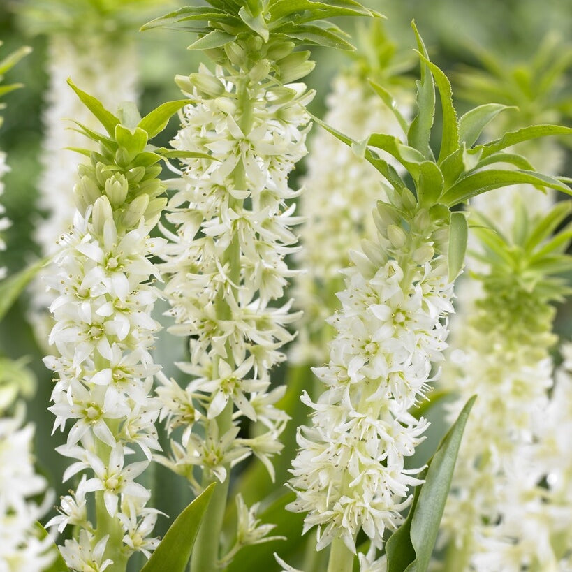 Tofslilje hvitgrønn-Eucomis Autumnalis 2 -pack